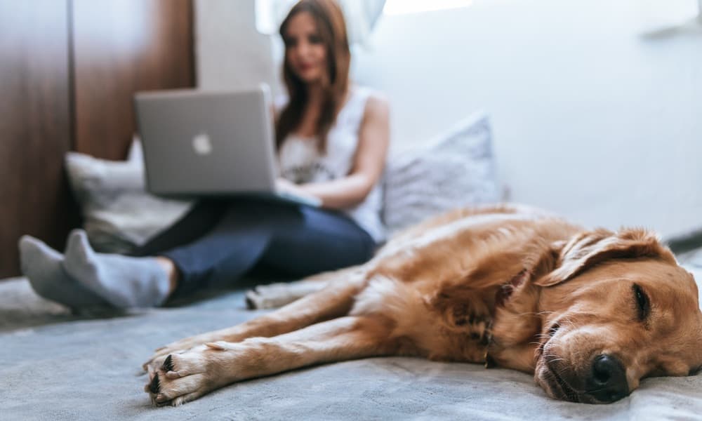 One-click script installations